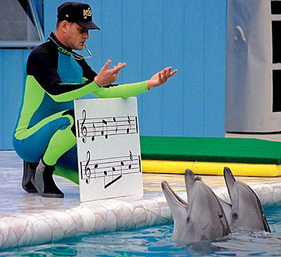 дельфины - высший разум