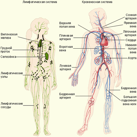 лимфатическая система, кровеносная система человека