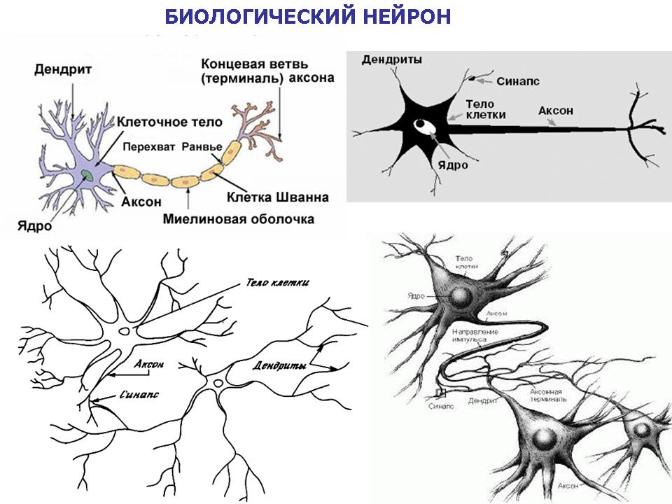 Короткие аксоны сильно ветвятся. Структура (строение) биологического нейрона. Схема биологического нейрона. Нейрона строение расписать концевая ветвь аксона. Строение нейрона рисунок.