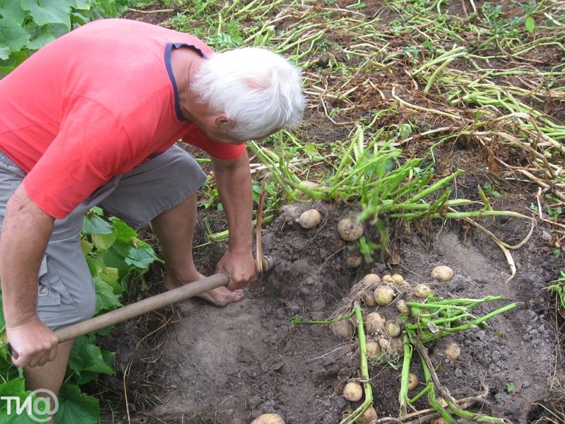 Посадка картофеля по методу Картелева, Игоря Лядова, без перекопки земли